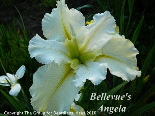 Bellevue's Angela 